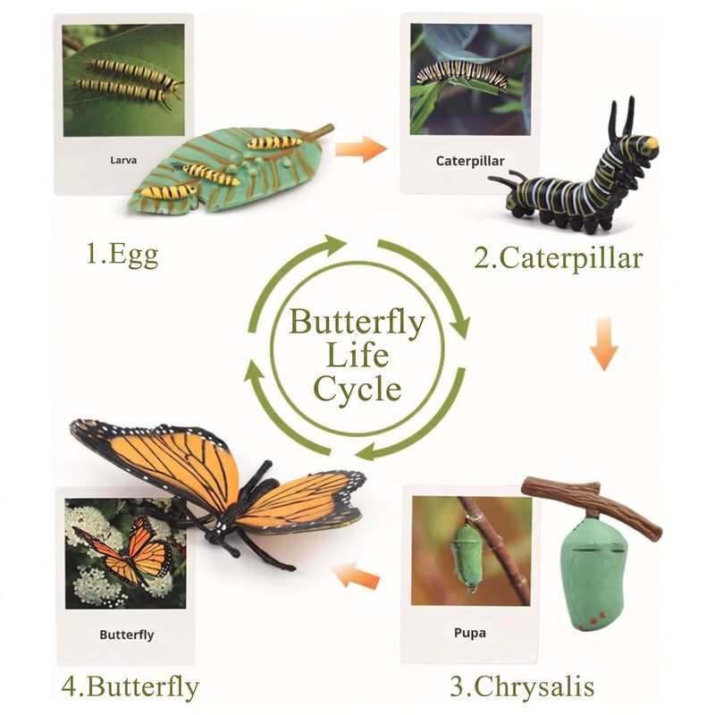 Life Cycle Figures Set