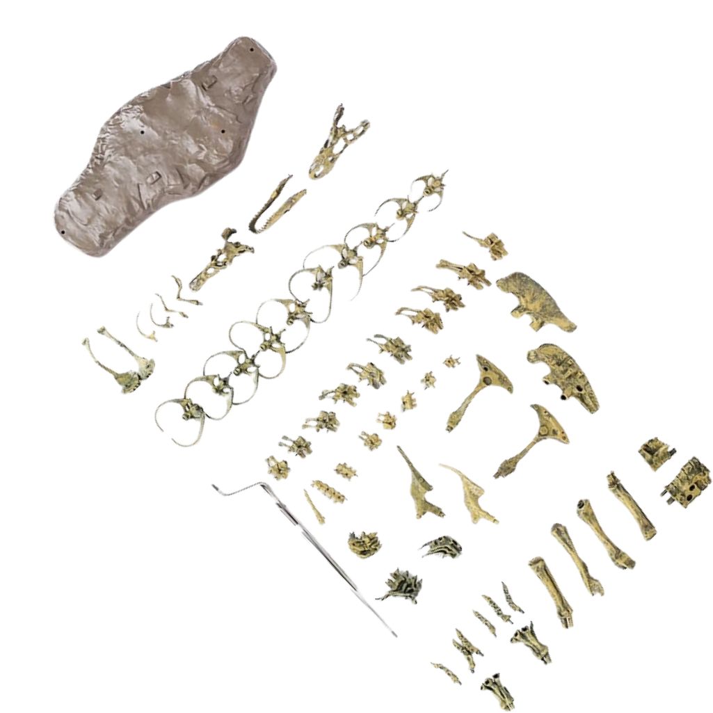 Dinosaur Skeleton Model Kit - Image 5