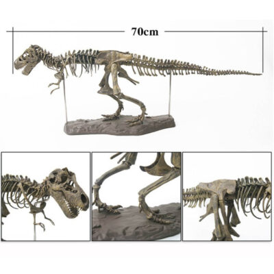 Dinosaur Skeleton Model Kit - Image 4