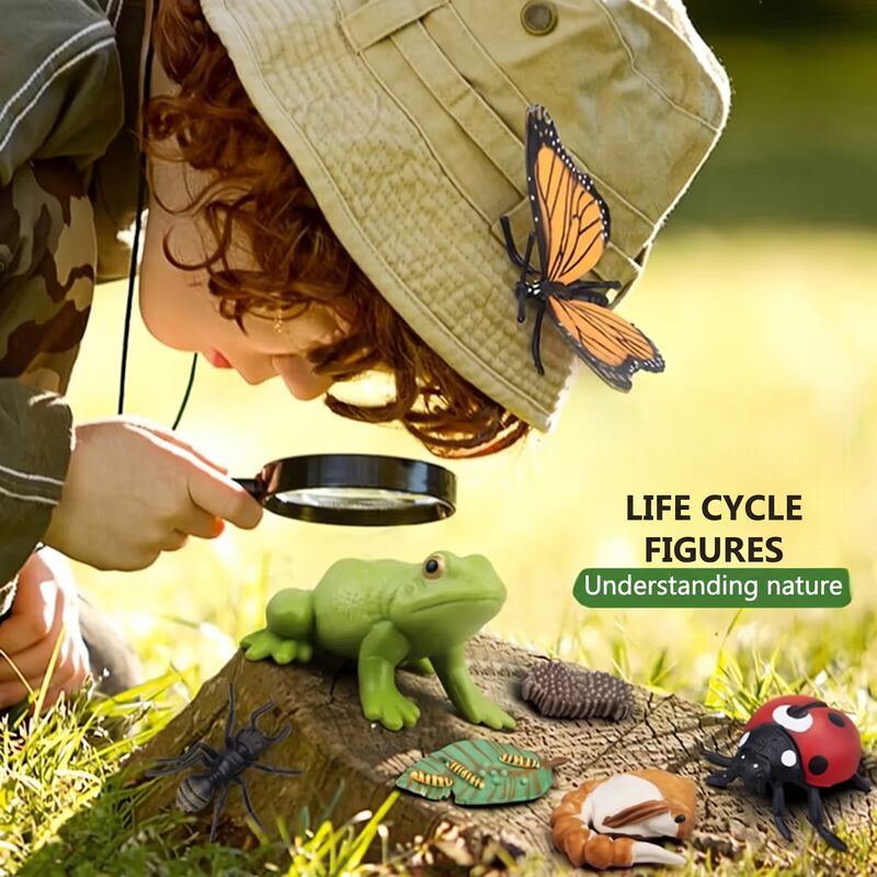Life Cycle Figures Set