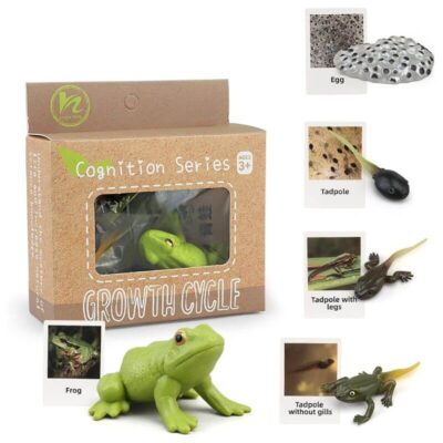 Life Cycle Figures Set - Image 4