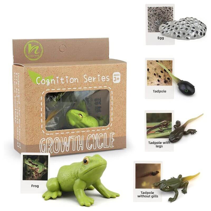 Life Cycle Figures Set - Image 4