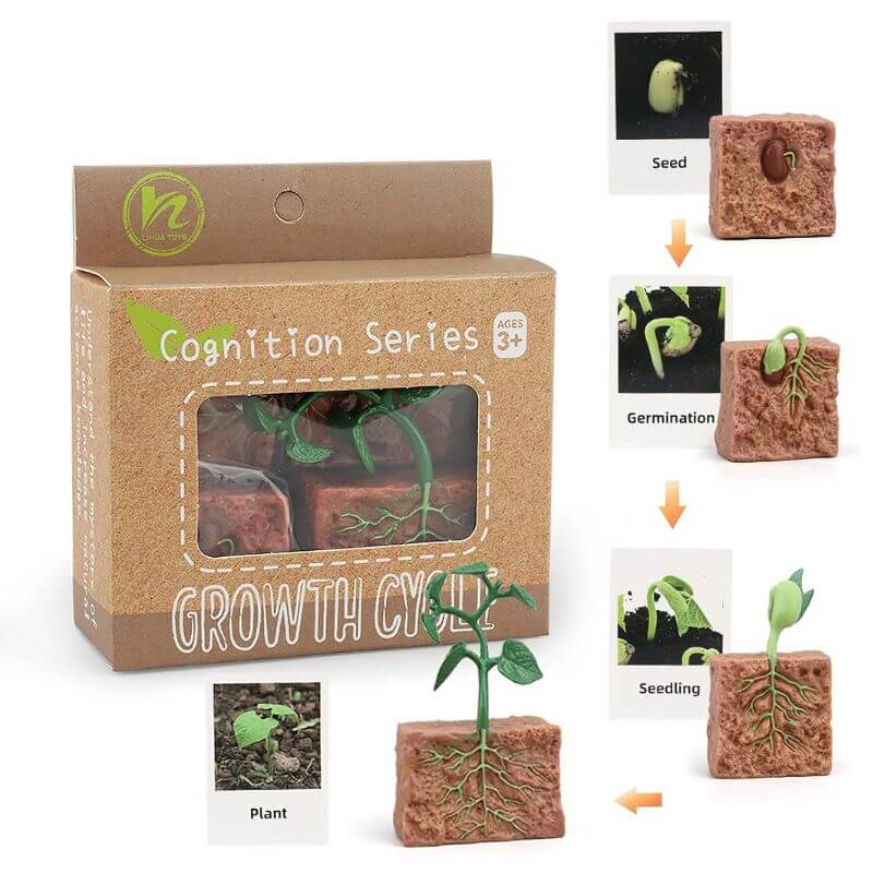 Life Cycle Figures Set - Image 5