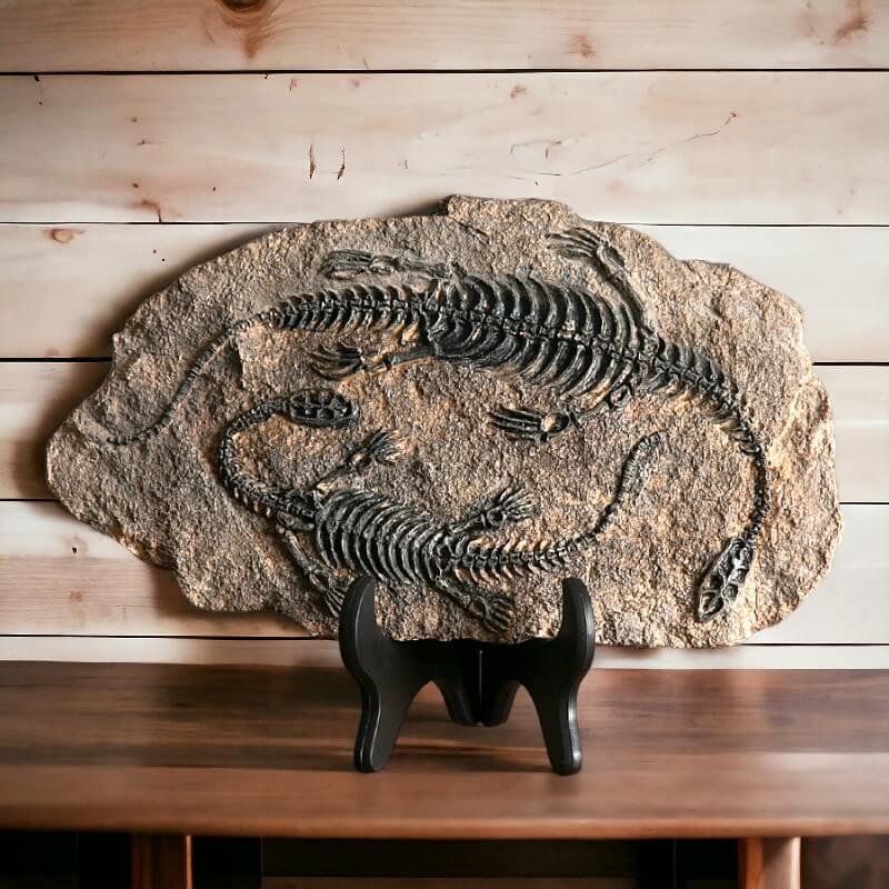 Dinosaur Fossil Replica Plaque - Image 2